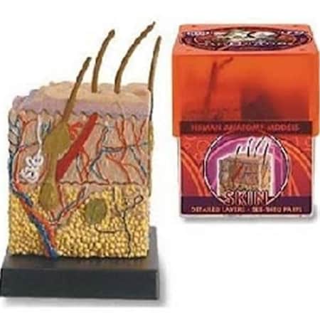 Tedco Toys Tedco Toys 32370-SKI Bio Signs Skin Anatomy Model 32370SK
